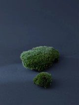 Completone_Serumkind_Iceland_Moss_Drop